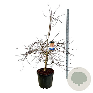 Acer Ice Dragon 125-150 cm cont. 55L extra