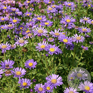 Aster frikartii 'Jungfrau' GM P9
