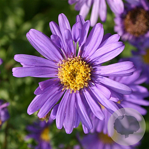 Aster frikartii 'Jungfrau' GM P9