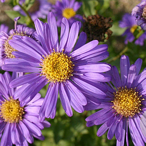 Aster frikartii 'Jungfrau' GM P9