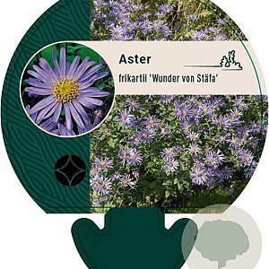 Aster frikartii 'Wunder von Stäfa' GM P9