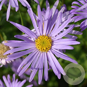 Aster frikartii 'Wunder von Stäfa' GM P9