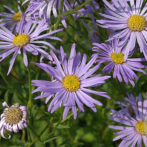 Aster frikartii 'Wunder von Stäfa' GM P9