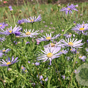 Aster frikartii 'Wunder von Stäfa' GM P9