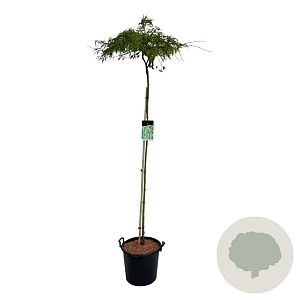 Acer pal. 'Dissectum' 160 cm stam 30L