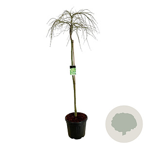 Acer pal. 'Dissectum' 160 cm stam cont. 55L