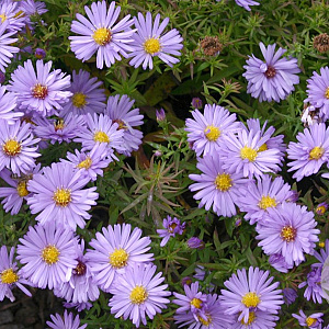 Aster (D) 'Herbstpurzel' GM P9