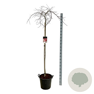 Acer pal. 'Garnet' 160 cm stam 30L