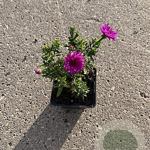 Aster (D) 'Jenny' GM P9