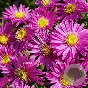 Aster (D) 'Jenny' GM P9