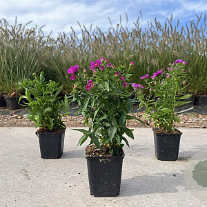 Aster (D) 'Jenny' GM P9