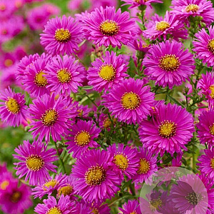 Aster (D) 'Jenny' GM P9