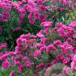 Aster (D) 'Jenny' GM P9