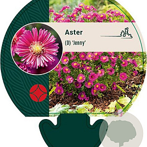 Aster (D) 'Jenny' GM P9