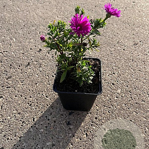 Aster (D) 'Jenny' GM P9