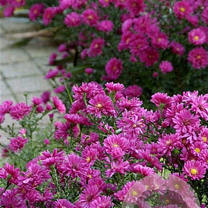 Aster (D) 'Jenny' GM P9