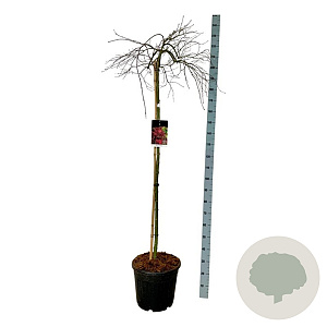 Acer pal. 'Orangeola' 160 cm stam 30L