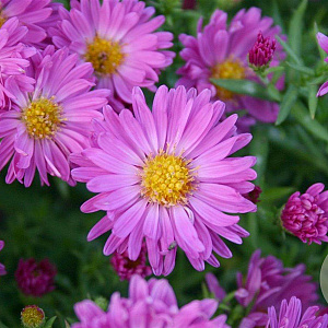Aster (D) 'Kassel' GM P9