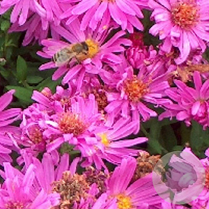 Aster (D) 'Kassel' GM P9