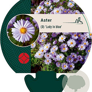 Aster (D) 'Lady in Blue' GM P9