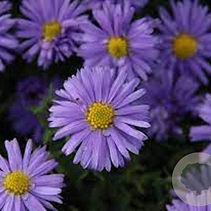 Aster (D) 'Lady in Blue' GM P9