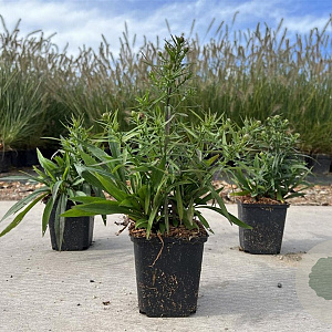 Aster (D) 'Lady in Blue' GM P9