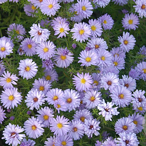 Aster (D) 'Lady in Blue' GM P9