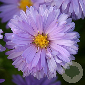 Aster (D) 'Lady in Blue' GM P9