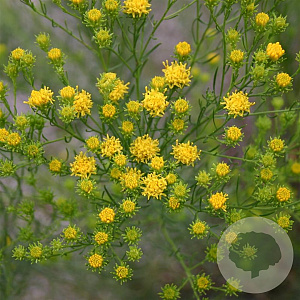 Aster linosyris GM P9