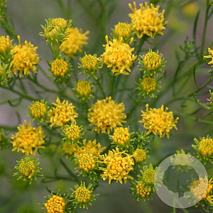 Aster linosyris GM P9