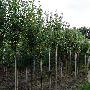 Acer rubrum 'Brandywine' 10-12 HO draadkluit