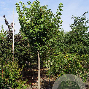 Acer rubrum 'October Glory' 18-20 HO draadkluit