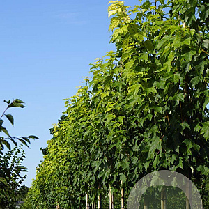 Acer rubrum 'Scanlon' 8-10 HO draadkluit