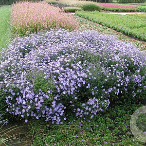 Aster 'Little Carlow' GM P9