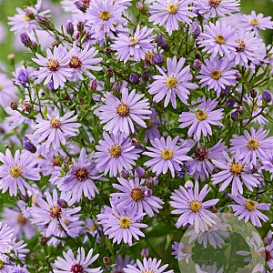 Aster 'Little Carlow' GM P9
