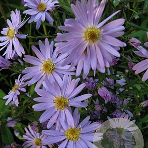 Aster 'Little Carlow' GM P9