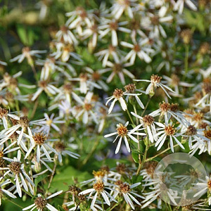 Aster macrophyllus 'Albus' GM P9