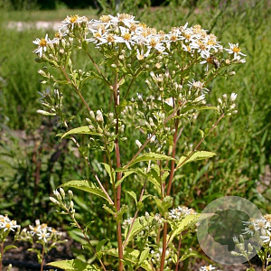 Aster macrophyllus 'Albus' GM P9