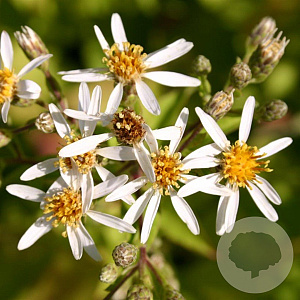 Aster macrophyllus 'Albus' GM P9