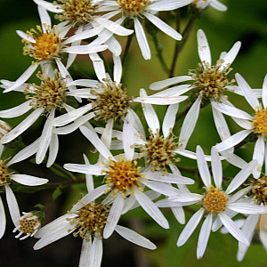 Aster macrophyllus 'Albus' GM P9
