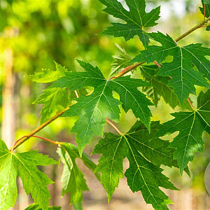 Acer saccharinum 12-14 HO draadkluit