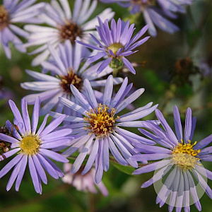 Aster macrophyllus 'Twilight' GM P9