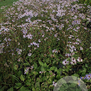 Aster macrophyllus 'Twilight' GM P9