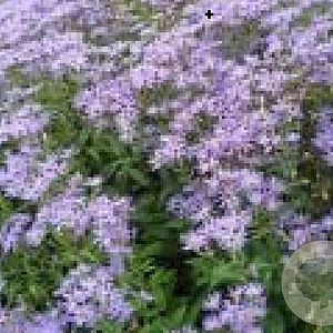 Aster macrophyllus 'Twilight' GM P9