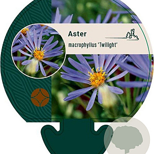 Aster macrophyllus 'Twilight' GM P9