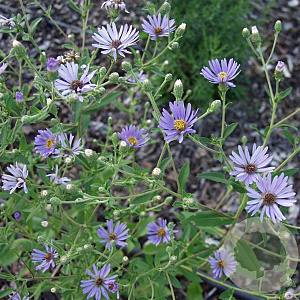 Aster macrophyllus 'Twilight' GM P9