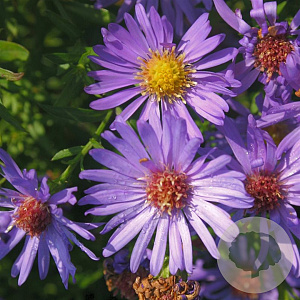 Aster (D) 'Mittelmeer' GM P9