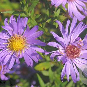 Aster (D) 'Mittelmeer' GM P9