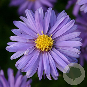 Aster (D) 'Mittelmeer' GM P9