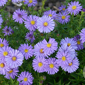 Aster (D) 'Mittelmeer' GM P9